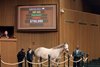 Hip 453, 2025 Keeneland January Sale