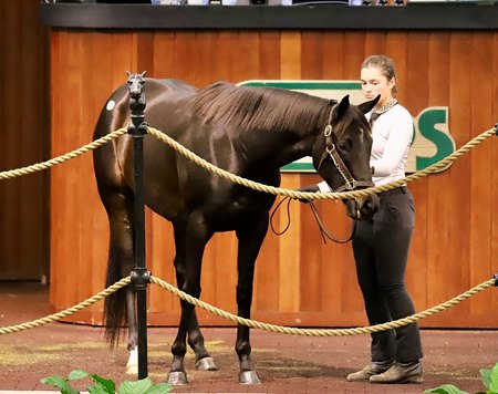 Last Leaf, consigned as Hip 56, in the ring at the OBS Winter Mixed Sale 