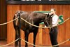 Hip 56, 2025 OBS January Winter Mixed Sale