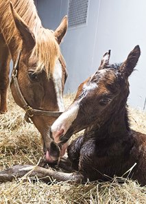 Loggins' first reported foal, a colt out of My Heart Goes On, born Jan. 23 at Endeavor Farm