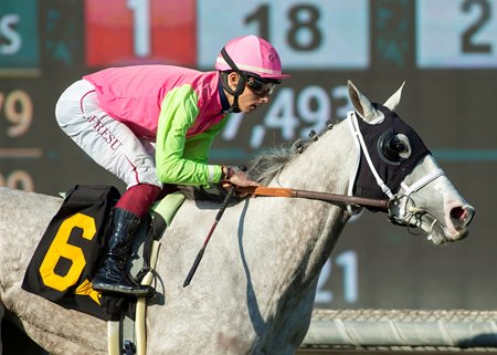 Shocking Grey wins the Sunshine Millions Filly and Mare Turf Sprint Stakes at Santa Anita Park