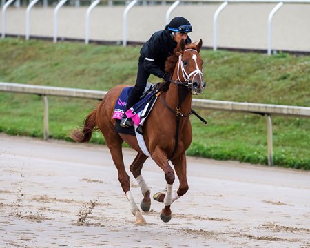 Locked trains ahead of the Pegasus World Cup at Gulfstream Park