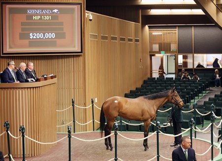 Lil Drummer Girl in the ring at the Keeneland January Horses of All Ages Sale