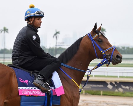 Skippylongstocking on the track Jan. 23 at Gulfstream Park