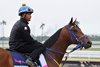 Skippylongstocking, Gulfstream Park, January 23 2025 
Coglianese Photos/Nicole Thomas