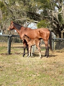 The Simplification colt and his dam, Calidad