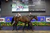 2025 Magic Millions Gold Coast Yearling Sale, Lot 1276