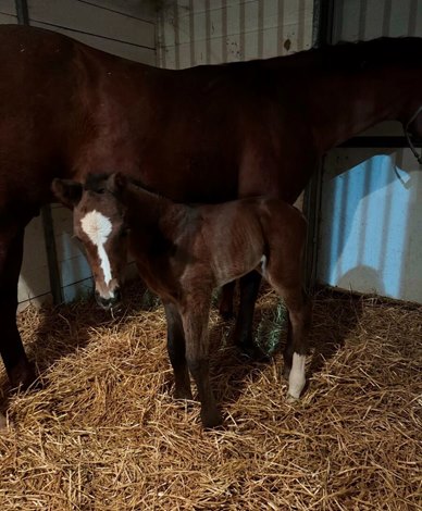 First Reported Foal for Horse of The Year Cody’s Wish