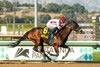 Speedway Stables’ Cavalieri and jockey Juan Hernandez win the Grade III $100,000 La Canada Stakes Sunday, January 19, 2025 at Santa Anita Park, Arcadia, CA.
Benoit Photo