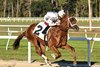 John Hancock, Maiden Win, Tampa Bay Downs, January 8 2025