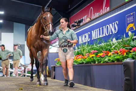 The Written Tycoon filly consigned as Lot 185 in the ring at the Magic Millions Gold Coast Yearling Sale