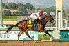 Speedway Stables’ Cavalieri and jockey Juan Hernandez win the Grade III $100,000 La Canada Stakes Sunday, January 19, 2025 at Santa Anita Park, Arcadia, CA.
Benoit Photo