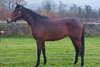 2025 Tattersalls Online January Sale, Lot 54
Gleaming Crown 

