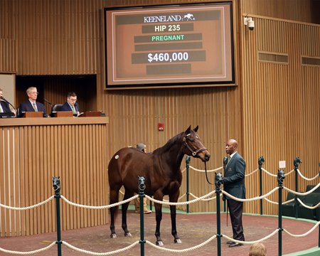 Hot Peppers, cataloged as Hip 235, sells for $460,000 at Keeneland's January Sale