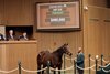 Hip 235, 2025 Keeneland January Sale