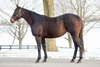 2025 Fasig-Tipton Kentucky Winter Mixed Sale, Hip 193
Allez Lele