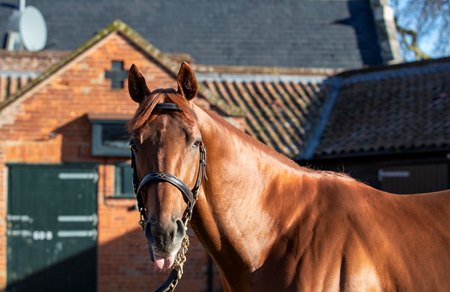 Isaac Shelby at the 2025 Tattersalls Stallion Parade