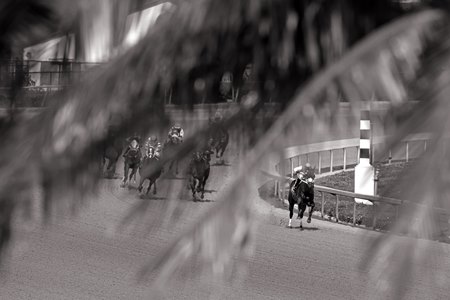 Racing at Gulfstream Park