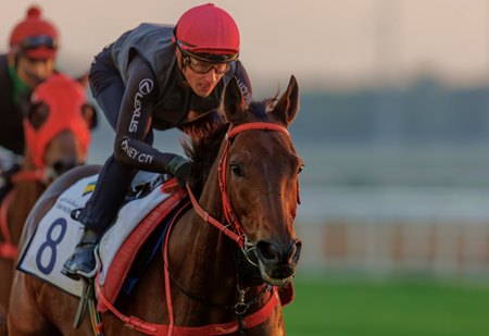 Romantic Warrior trains at Meydan Racecourse