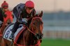 Romantic Warrior at Meydan Racecourse, in Dubai on January 21, 2025. Photo by: Alex Evers / HKJC