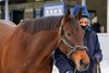 hip 325 Mystify in foal to Vekoma at Four Star Sales, agent
Keeneland January Sales at Keeneland near Lexington, Ky. on Jan. 11, 2025. 