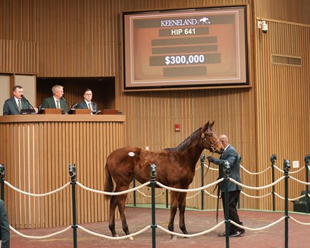 The Golden Pal filly consigned as Hip 641 in the ring at the Keeneland January Sale