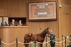 Hip 641, 2025 Keeneland January Sale