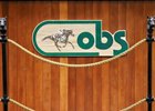 Scene, 2025 OBS January Winter Mixed Sale