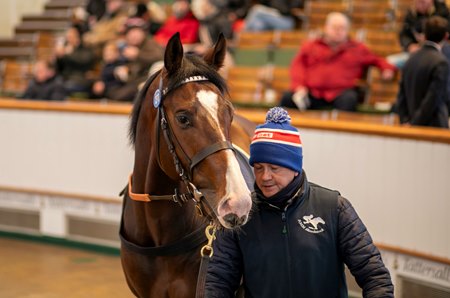 Three-year-old colt Baridi, consigned as Lot 278, in the ring at the Tattersalls February Sale