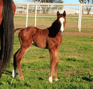 The first foal for Bolden is a colt out of the winning Peppered Cat mare Trina