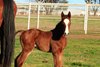 2025 colt; Bolden - Trina
First reported foal for Bolden