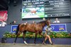 2025 Magic Millions Gold Coast Yearling Sale, Lot 185