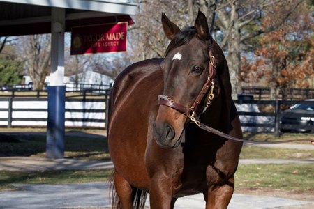 Athenian Beauty, offered as Hip 413, at the Fasig-Tipton Kentucky Winter Mixed Sale