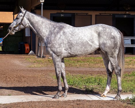 Tuscan Sky Tops Fasig-Tipton January Digital Sale