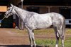 Fasig-Tipton January Digital Sale 2025, Lot 7
Tuscan Sky