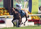 The Ricky Yiu-trained Voyage Bubble, ridden by James McDonald, scores consecutive wins in the G1 Stewards&#39; Cup (1600m) at Sha Tin Racecourse today (Sunday, 19 January).