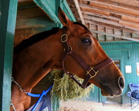 Mystik Dan at Gulfstream Park