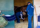 Breeders&#39; Cup veterinarians looking over a contender, exams being part of their daily protocols. 
Breeders’ Cup contenders training at Del Mar in Del Mar, California, on Oct. 30, 2024. 