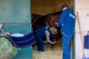 Breeders&#39; Cup veterinarians looking over a contender, exams being part of their daily protocols. 
Breeders’ Cup contenders training at Del Mar in Del Mar, California, on Oct. 30, 2024. 