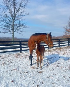 The first reported foal by Up to the Mark with the colt's dam La Croix Valmer at Newtown Anner Stud Farm