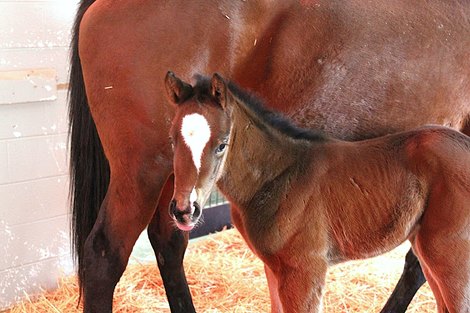 First Foal by Americanrevolution Born in Maryland