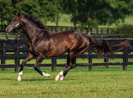 Forte at Spendthrift Farm