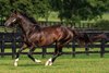 Forte at Spendthrift Farm