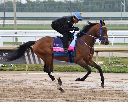 Skippylongstocking appears poised for a top effort in the Pegasus