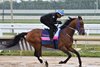 Skippylongstocking, Gulfstream Park, January 23 2025 
Coglianese Photos/Nicole Thomas