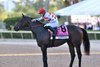 Spirit of St Louis wins the 2025 Pegasus World Cup Turf Invitational Stakes at Gulfstream Park