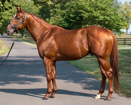 Arabian Lion at Spendthrift Farm