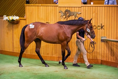 The Satono Aladdin filly consigned as Lot 855 in the New Zealand Bloodstock Karaka National Yearling Sale