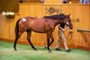 Lot 855, 2025 Karaka Sale