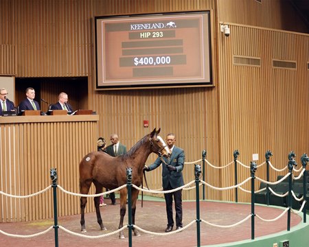 Hip 293, consigned by Gainesway, agent, sells for $400,000 to JPM Bloodstock